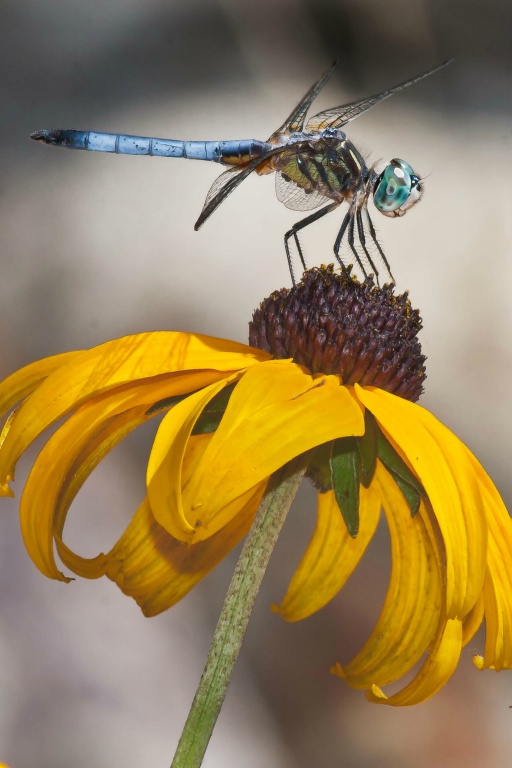 Dragonfly