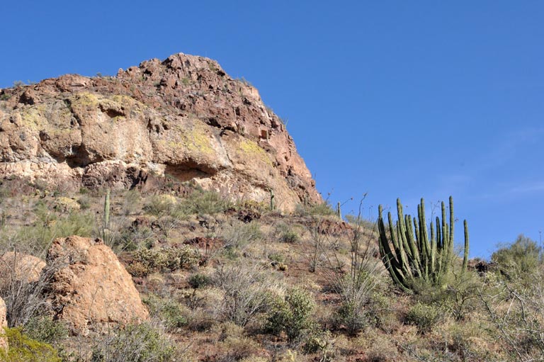 Organ Pipe Cactus National Monument