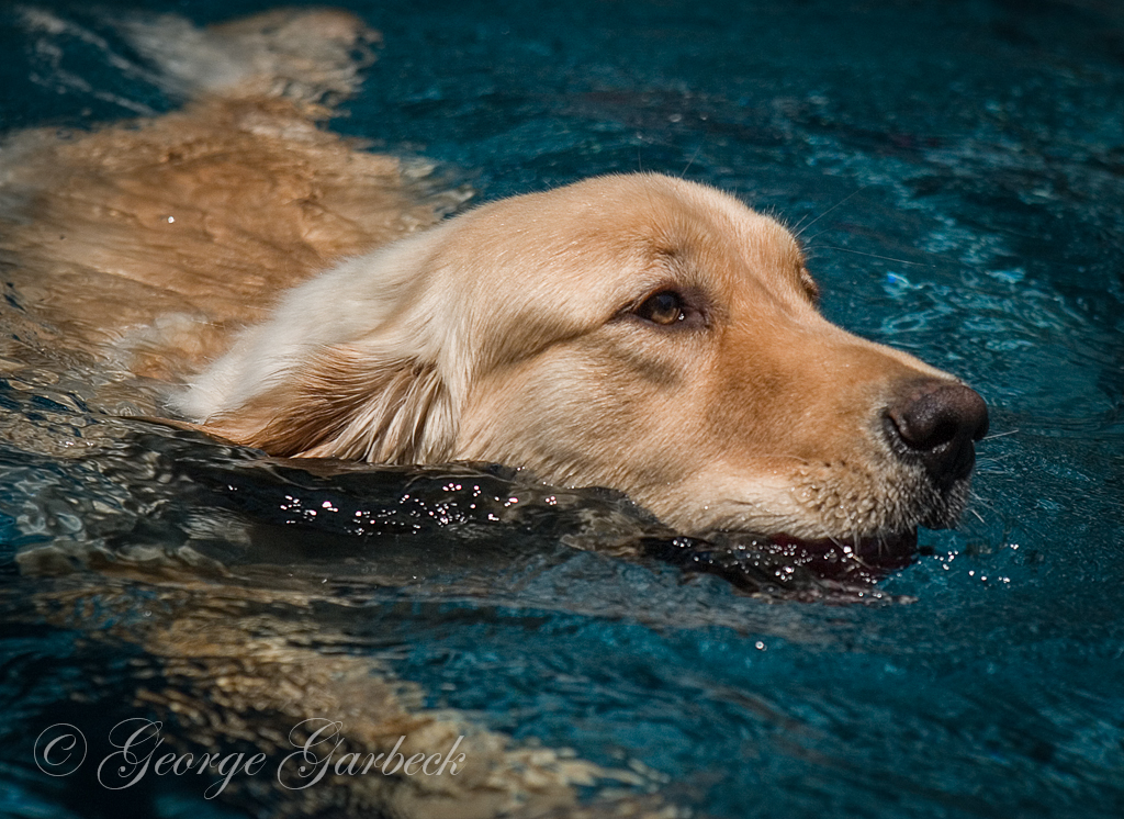 In the Pool