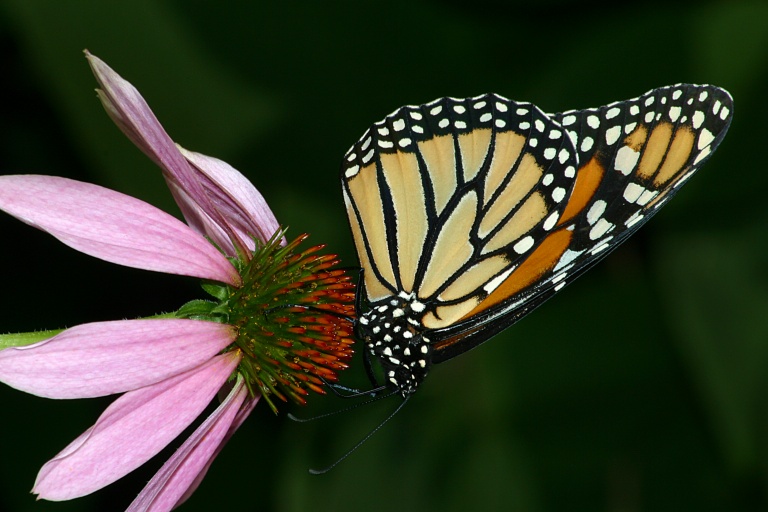 Monarch Ca