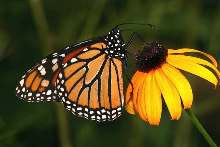 Monarch I