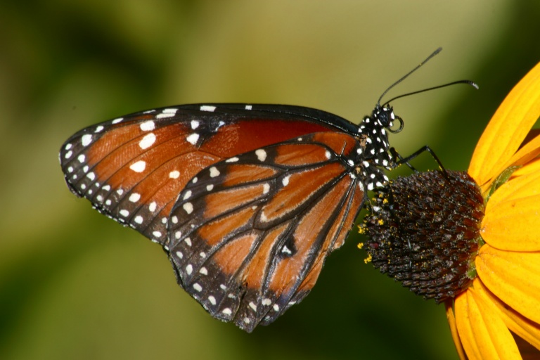 Viceroy D