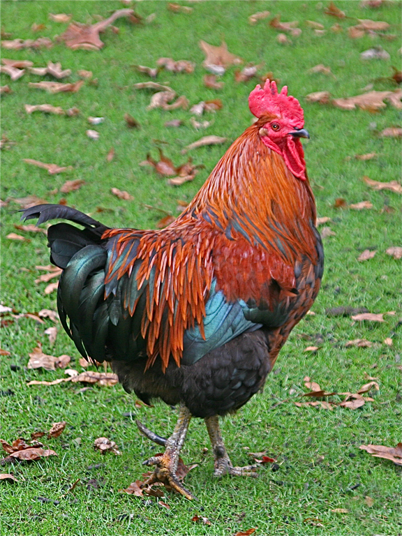 R.I. Red