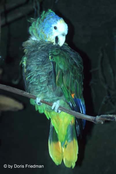 Zoo 5