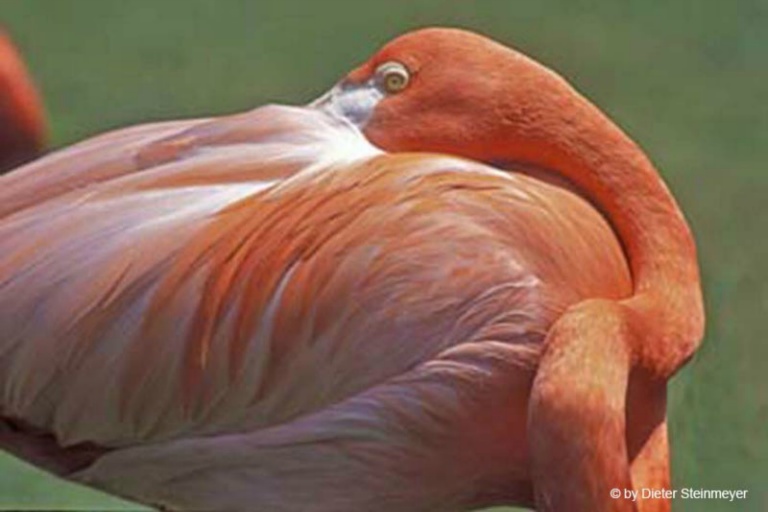Flamingo