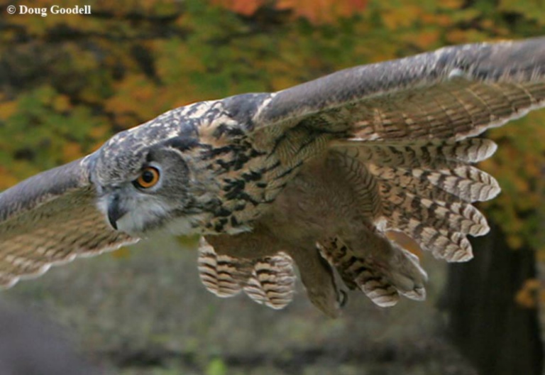 Owl in Flight