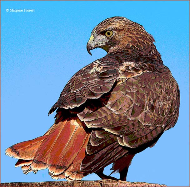 Red Tail