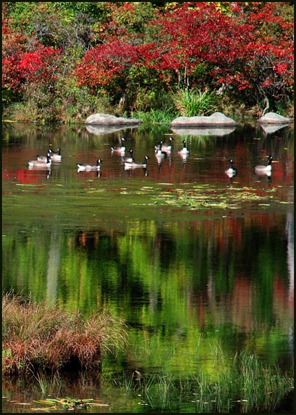 HarrimanGeese
