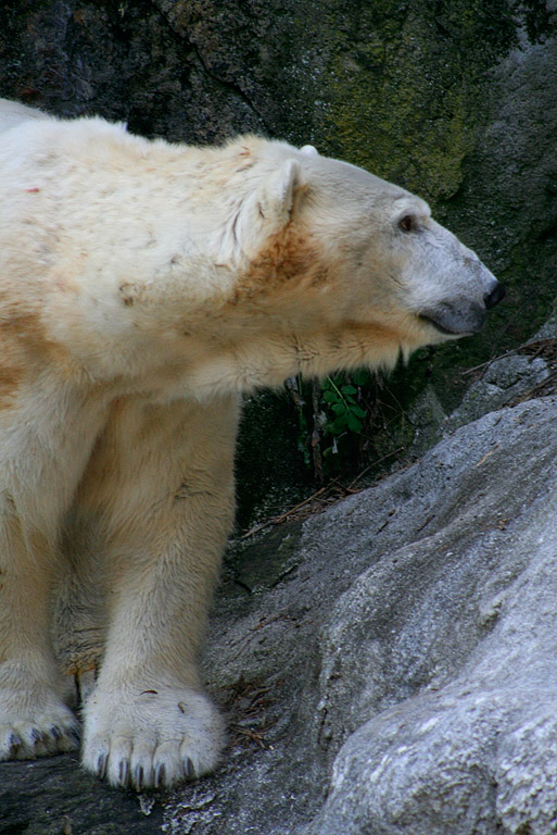 CWbear