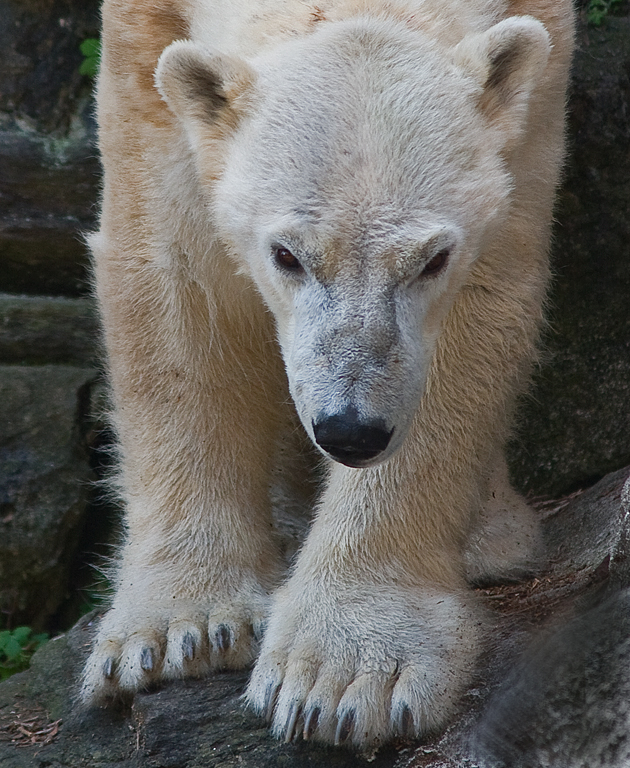 GGBronx Zoo 16 Edit