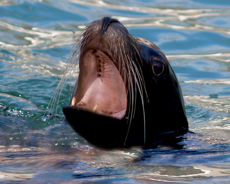 JLsealion