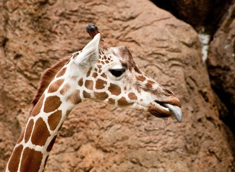 2010 04 16 Philadelphia Zoo
