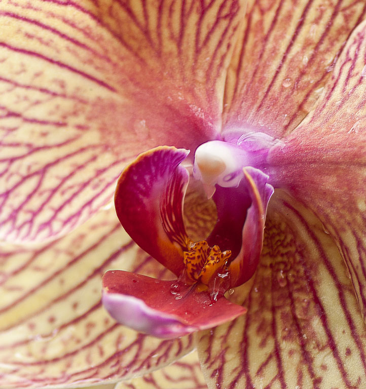 2011 03 13 longwoodgarden 122 edit edit edit edit