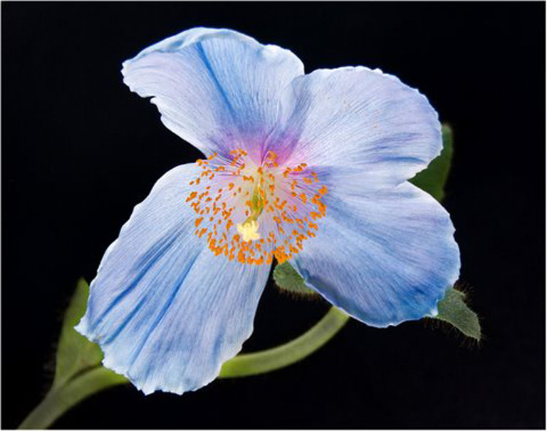 Blue poppy copy