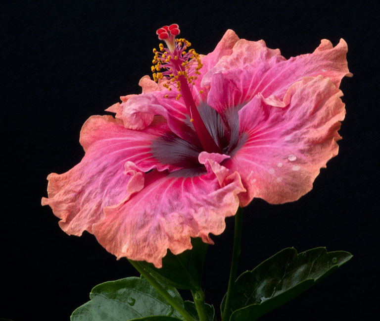 Hibiscus