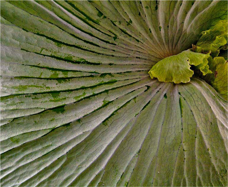 Rcc epiphyte