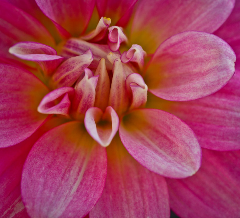 Dahlia3