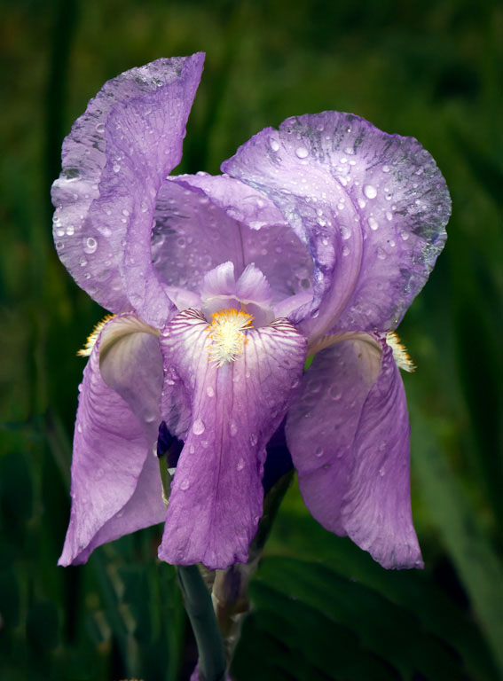  dsc4299
