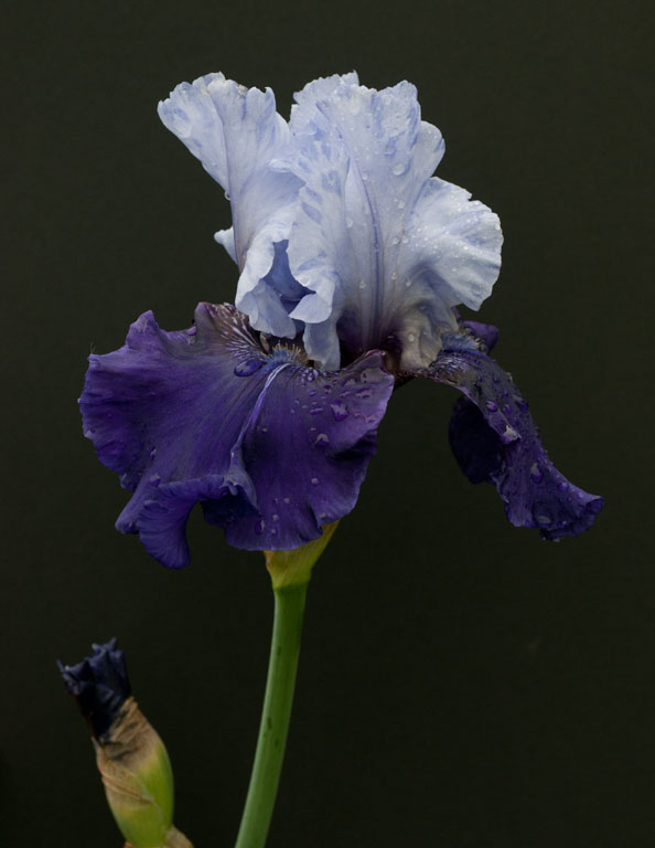 Irises 96 2
