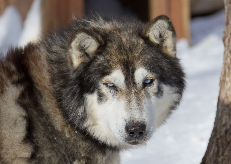 Husky