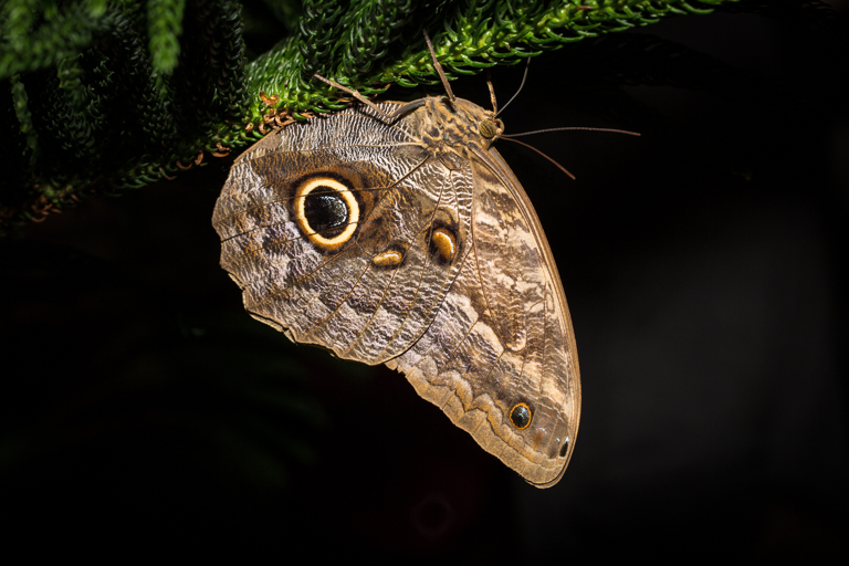 1301 Butterflies NaturalHistoryMuseum 018