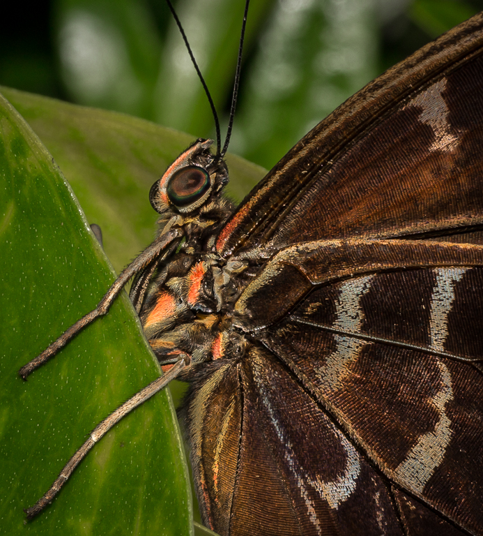 1301 Butterflies NaturalHistoryMuseum 020
