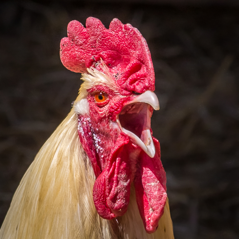Cock-a doodle-doo