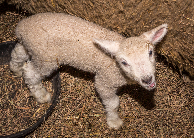 Baby Lamb at Underhill Barn