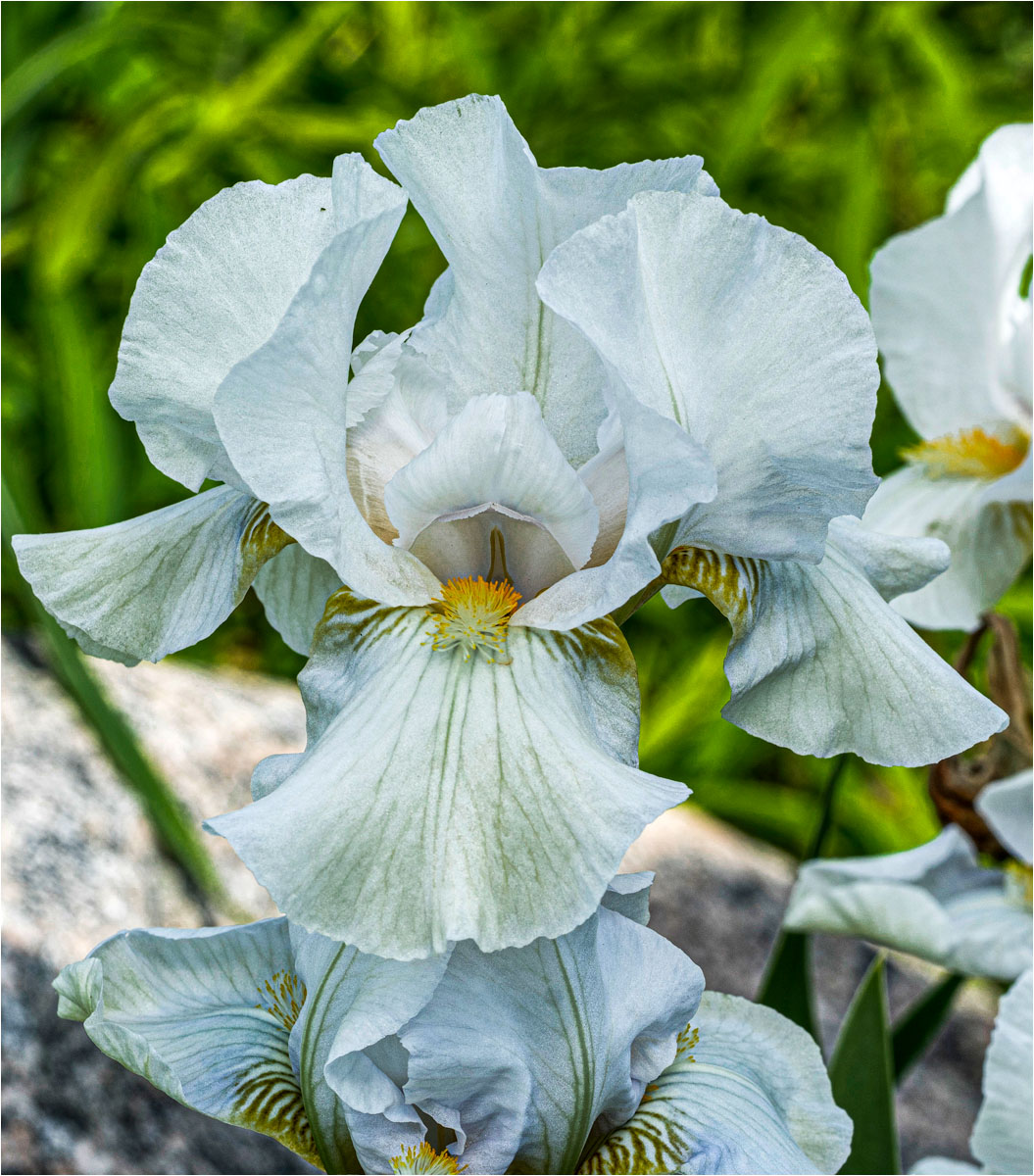 2019 05 18 Presby Iris Gardens