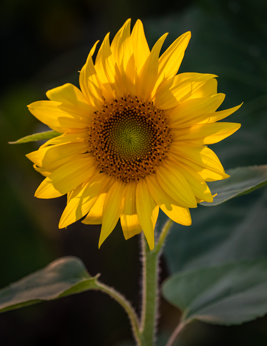2020 09 13 Field Of Sussex Sunflowers