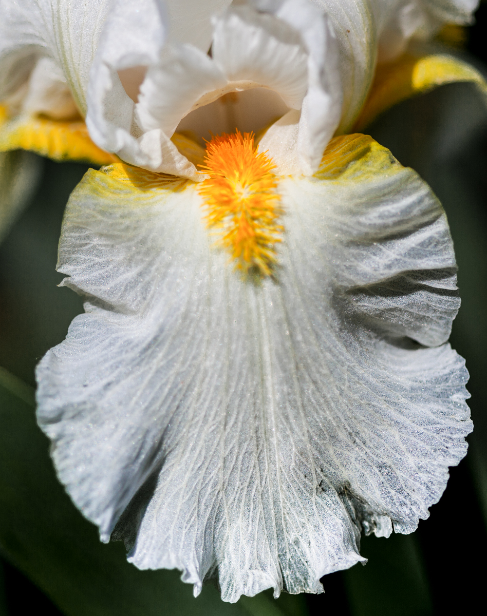 2021 05 29 Presby Iris Garden