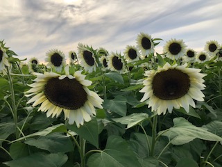 2021 09 25 Holland Ridge Farms Sunflower