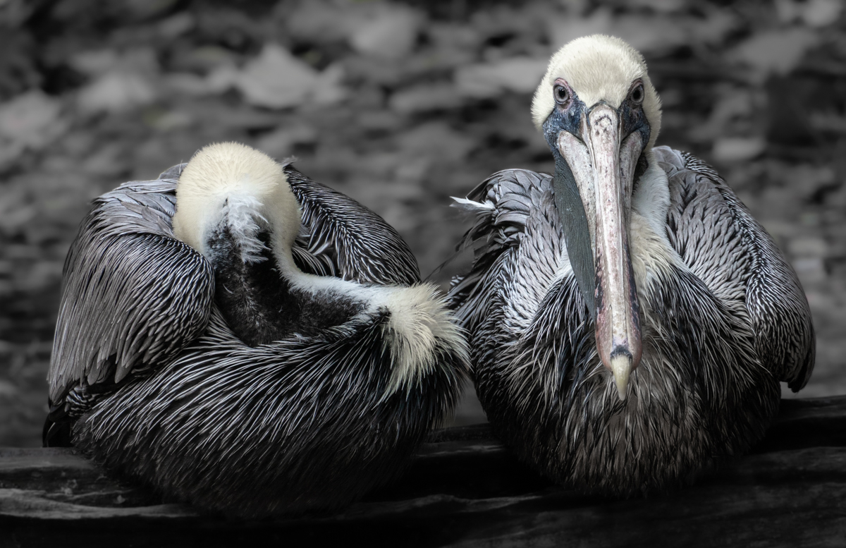 2021 11 14 Bronx Zoo