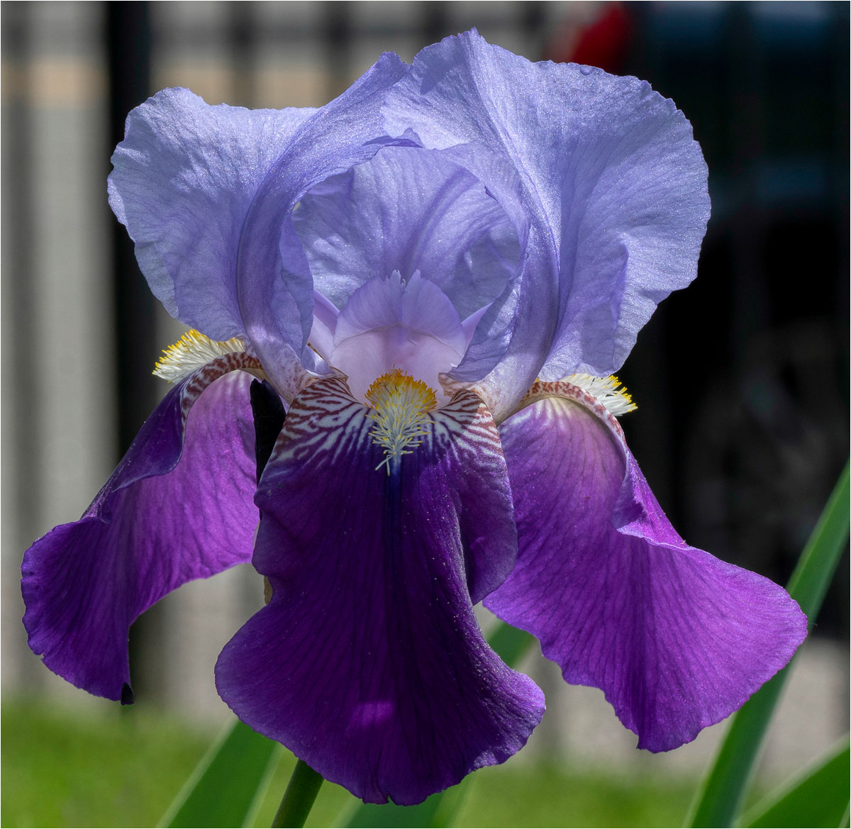 Gene Cangiani
