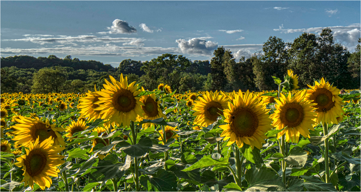 Sussex County Sunflower Maze September 2019