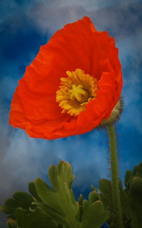 Goodpoppy
