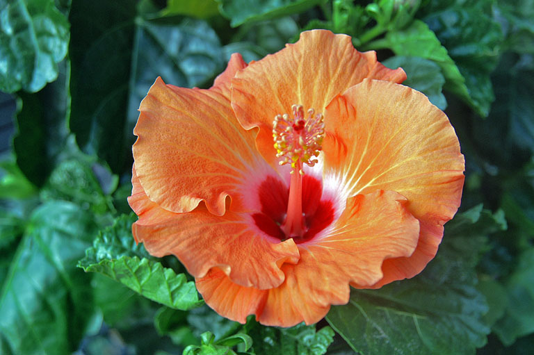 Hibiscus edited 1