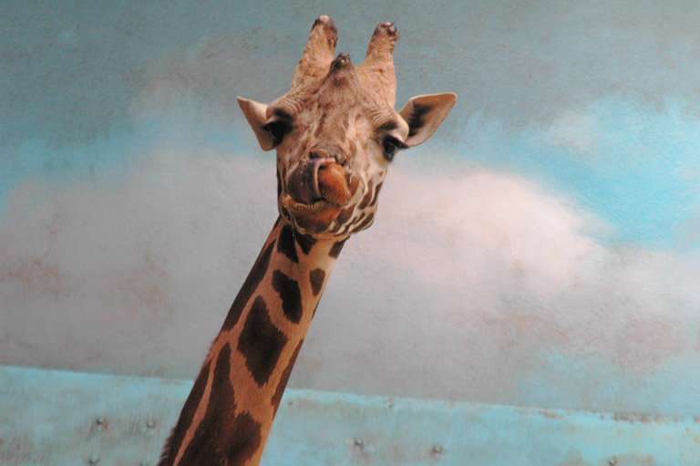 JFgiraffe1