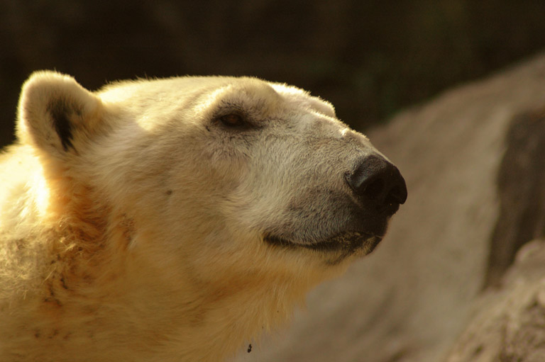 JFpolarbear1A
