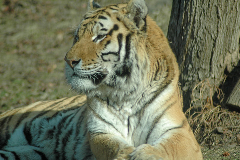 JFtiger1