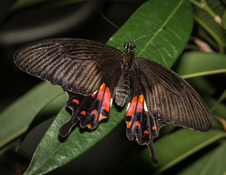 Butterfly Conservatory January 4 2013