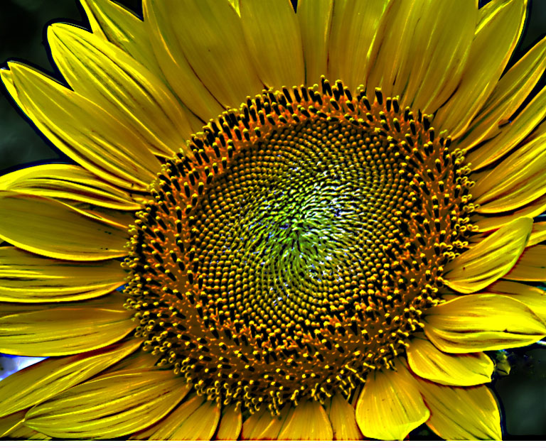 IMG 0921 2 3 tonemapped sunflower 1