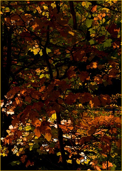 Leaves