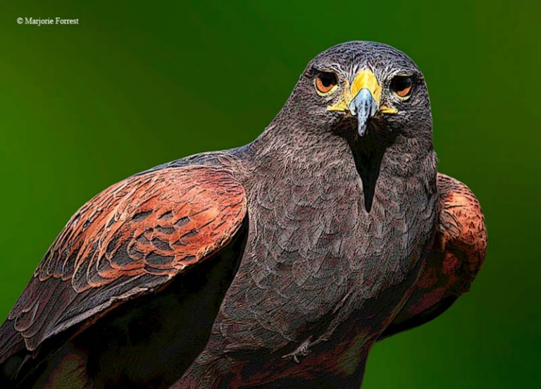 IMG 0166Harris Hawk cr 2 po