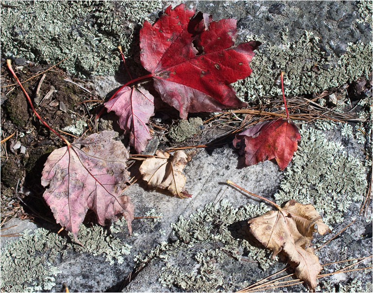 Early Color 2