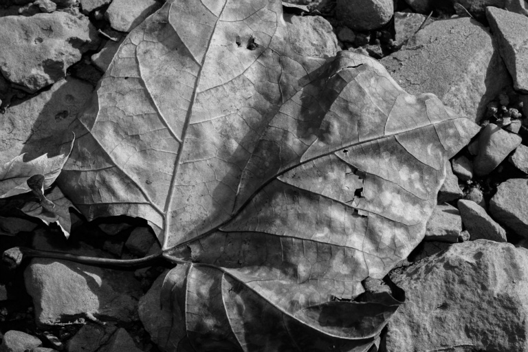 20171104 IMG 9162