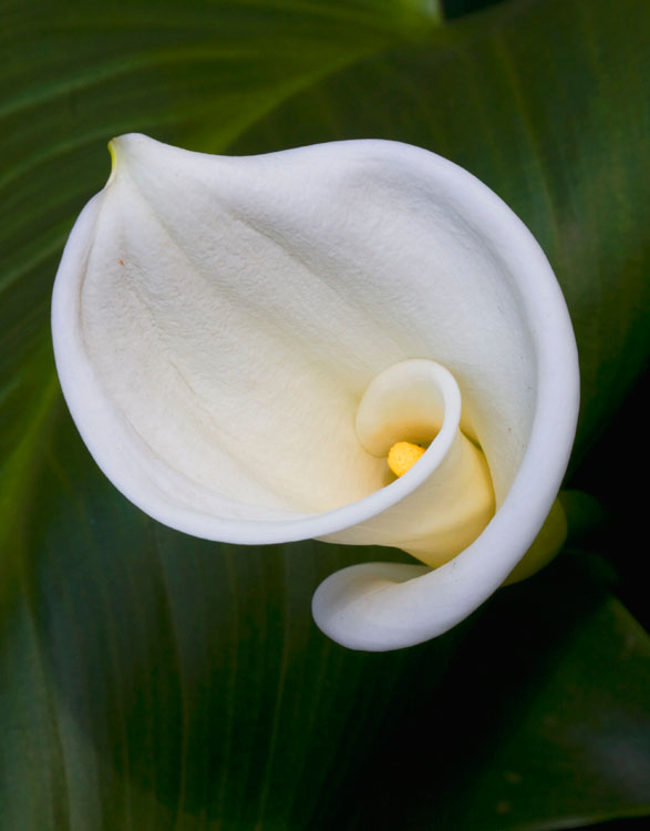 Lilly1