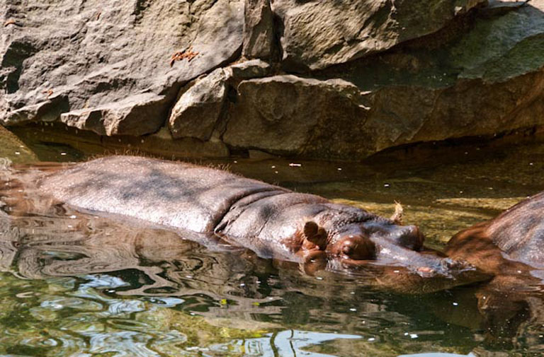 20100416 PhillyZoo 19 2