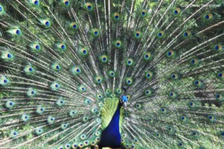 Peacock