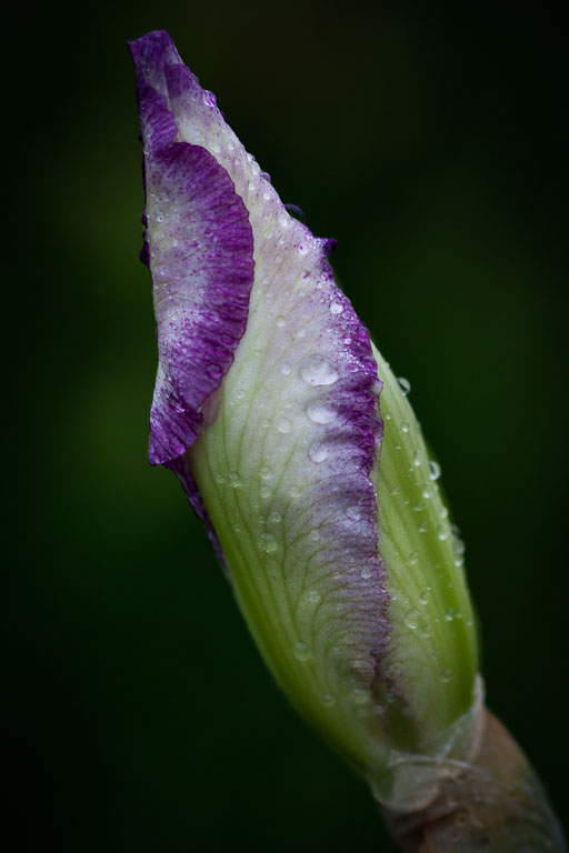 Presby Iris Gardens May 22 2011